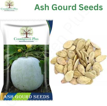 Countgreen Plus Non-GMO Ash Gourd (Petha) | White Wax Winter Melon | White Pumpkin Gardening Seed