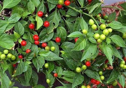 CYBEXIS Wiri Wiri Pepper Vegetable Seeds600 Seeds Seed