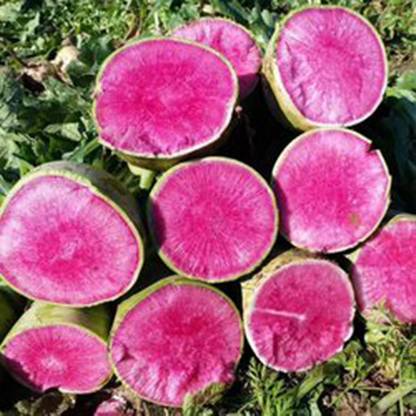 KNESSiN LAX-32 Radish Seed
