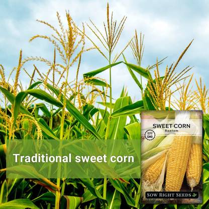 WILLVINE VNR -III Bantam Sweet Corn Seed-[100g] Seed