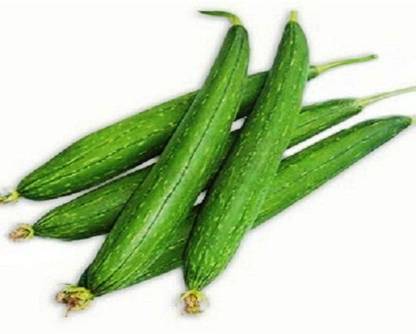 CYBEXIS ATS-67 - Vegetable | Sponge Gourd | F1 Hybrid - (300 Seeds) Seed