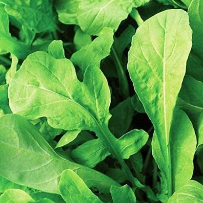 VibeX VVI-55 - Arugula Lettuce - (250 Seeds) Seed