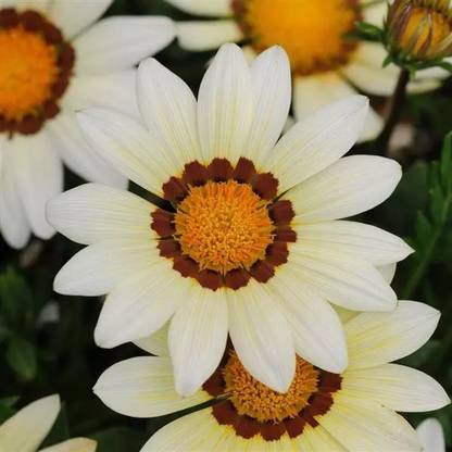 INTRA White Gazania New Day Seed