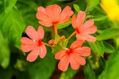 CHILLATAI Aboli / Fire Cracker Orange Colour Flower Live Plant With Free Spinach Seed