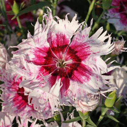 Mozette Exotic dianthus Seed