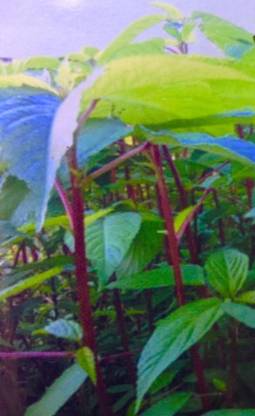 Qualtivate HUA-1A Red Mulukhiyah, Molokhia, Egyptian Spinach Seed