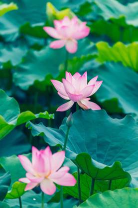 DIVINE lotus,kamal gatta Seed