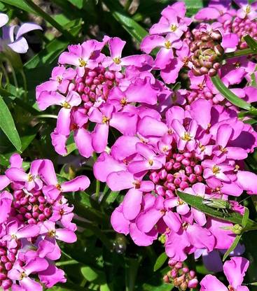 CRGO ™ PAU-62-Candytuft Pink/White Wildflower Packet of Seeds-10 x Seeds Seed