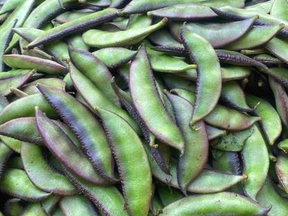 wequality bean seeds,vegetable seeds,simphali seeds,flat beans seeds Seed