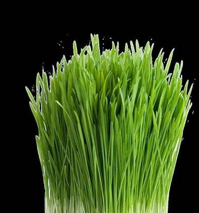 VibeX NBIR-76 - Cat Wheatgrass - (2500 Seeds) Seed