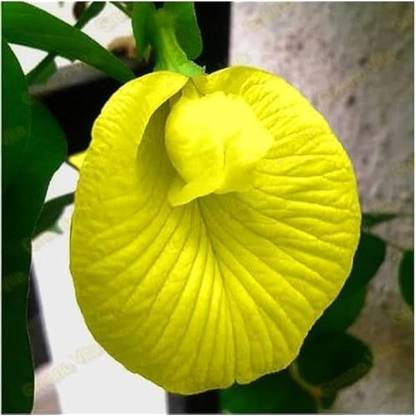 M-Tech Gardens Hybrid " Yellow " Clitoria ternatea Aparajita/ / Butterfly Pea Flower Seed