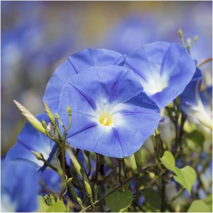 CYBEXIS PUAS-26 - Heavenly Blue Morning Glory (Ipomoea Tricolor) - (100 Seeds) Seed