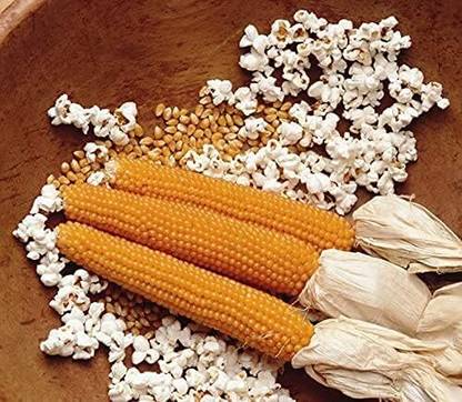 WILLVINE NKR -I Snow Puff Popcorn-[1Kg] Seed
