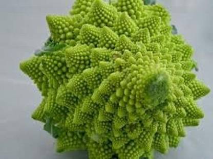 VibeX TLX-58 - BROCCOLI ROMANESCO - (150 Seeds) Seed