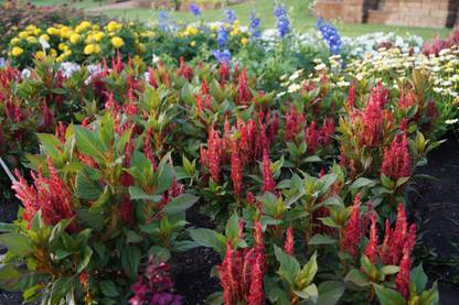 Quentova Celosia Kelos Fire Red Seed