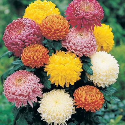 CYBEXIS Seeds - Flower Chrysanthemum indicum - Indian Chrysanthemum Seed