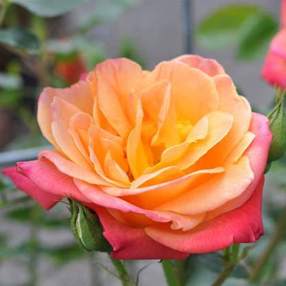 CYBEXIS GBPUT-78 - Multi-Colored Rose Bush - (100 Seeds) Seed