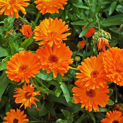 Platis Calendula Orange King Seed