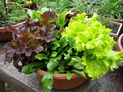 KNESSiN Lettuce Mixed Leaves - Lettuce Green[400 Seeds] Seed