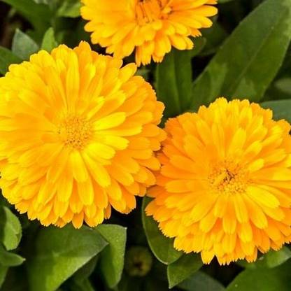 Aywal Calendula Orange King Seed