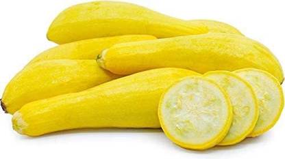 CYBEXIS PAU-62 - Yellow Straightneck Summer Squash - (225 Seeds) Seed