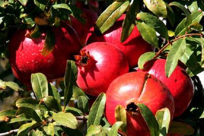 GARDENIFY INDIA f1 hybrid Pomegranate seeds (Anaar), high Quality seeds for home gardening Seed