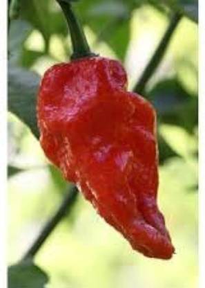 ibains Royal bullet chilli seed Seed