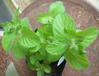CYBEXIS NBIR-76 - Apple Mint Mentha Rotundifolia - (1350 Seeds) Seed