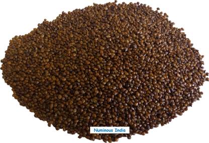 Numinous Hedge Lucerne, Velimasal, Dashrath, Desmanthus Virgatus, Grass Fodder Seeds Seed