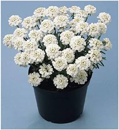 CYBEXIS Candytuft/Iberis sempervirens 'Snowflake' / Hardy Evergreen Perennial/Seeds Seed