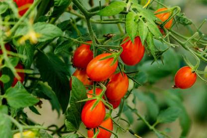 JDM tomato Seed