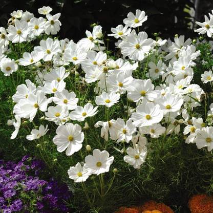 CYBEXIS Cosmos bipinnatus 'Psyche White' Half-Hardy Annual Flower Summer Autumn Seed