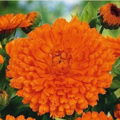 KANAYA Calendula Hybrid Flower Seed