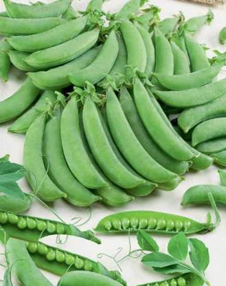 Qualtivate XXX-6A Sugar Pea 45 Days Snap Vine Seed