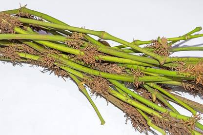 ibains Choi jhal plant, Chui jhal plant, piper chaba, Thai long pepper Seed