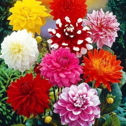 WILLVINE XLR-258 Mixed Dahlia Seeds | Non-GMO Seed