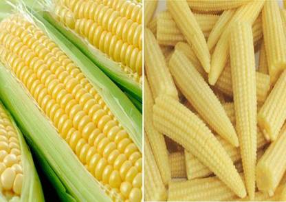 Aywal Sweet Corn (Makka) (मक्का के बीज) Seed