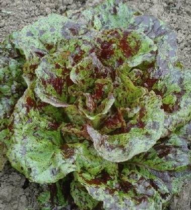 VibeX ® VLR-825 Lettuce Mayan Jaguar Seeds Seed
