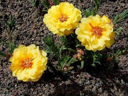 CYBEXIS Moss Rose - Yellow Portulaca Great in Container,tolerate heat and drough Seed