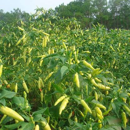 KNESSiN Chilli Millet Pepper Seed