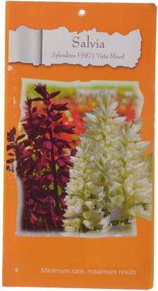 CYBEXIS Flower - Salvia Blue & White Seed