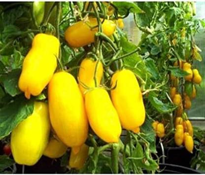 ActrovaX BANANA LEGS HEIRLOOM LONG BRIGHT YELLOW PASTE COOKING TOMATO [250 Seeds] Seed