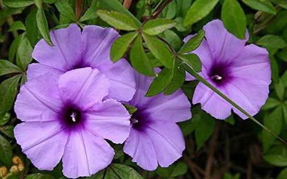 VibeX PAU-79 - Ipomea Morning Glory - (300 Seeds) Seed