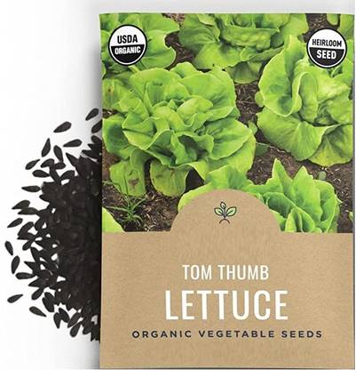 VibeX GUA-15 - Tom Thumb Lettuce - (150 Seeds) Seed