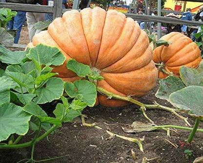 VibeX KGF -88 - Hybrid -50 Kg Yields Big Giant Pumpkin - (900 Seeds) Seed