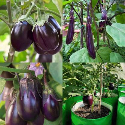 ibains Brinjal seeds hybrid mahyco 112 pack of 200 Seed