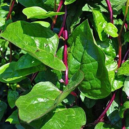 EcoFusion malabar spinach plant Seed
