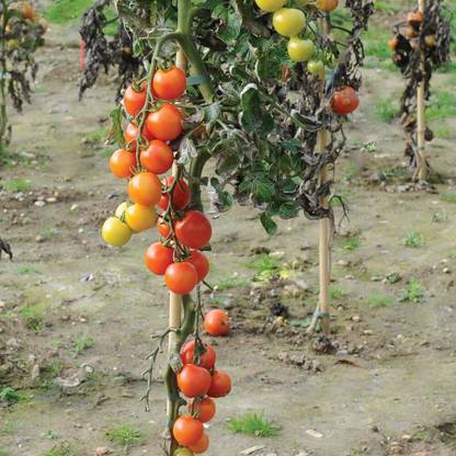 ActrovaX Mountain Magic Tomatoes F1 Hybrid [5gm Seeds] Seed