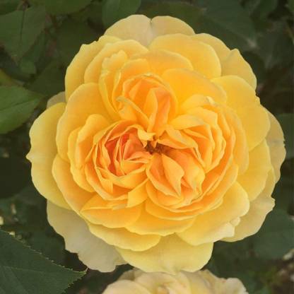 CYBEXIS VVI-4 - Yellow Rose Bush - (300 Seeds) Seed