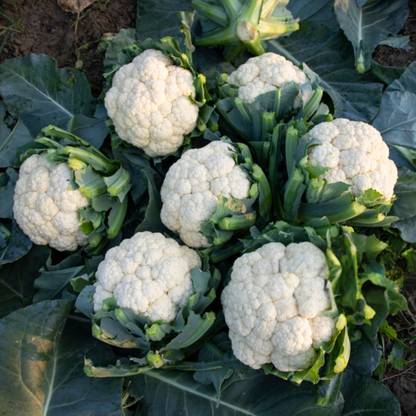 DHENU PRASAD 1203 F1 Hybrid Big Cauliflower Seed